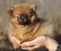 Продадается щенок померанского шпица - <ro>Изображение</ro><ru>Изображение</ru> #4, <ru>Объявление</ru> #1012947