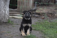 Продам чудесных щенков немецкой овчарки - <ro>Изображение</ro><ru>Изображение</ru> #3, <ru>Объявление</ru> #1003417