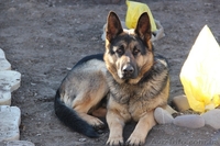 Продам чудесных щенков немецкой овчарки - <ro>Изображение</ro><ru>Изображение</ru> #1, <ru>Объявление</ru> #1003417