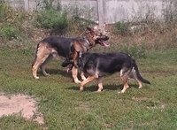 Продам чудесных щенков немецкой овчарки - <ro>Изображение</ro><ru>Изображение</ru> #2, <ru>Объявление</ru> #1003417