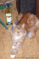 Мейн-кун девочка - <ro>Изображение</ro><ru>Изображение</ru> #1, <ru>Объявление</ru> #741901