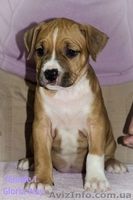 Первокласные щенки Американского Стаффордширского терьера,питомник - <ro>Изображение</ro><ru>Изображение</ru> #1, <ru>Объявление</ru> #1033078