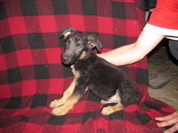 Продаются щенки немецкой овчарки, в Харькове и обл. - <ro>Изображение</ro><ru>Изображение</ru> #3, <ru>Объявление</ru> #1038880