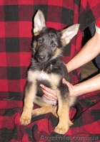 Продаются щенки немецкой овчарки, в Харькове и обл. - <ro>Изображение</ro><ru>Изображение</ru> #2, <ru>Объявление</ru> #1038880