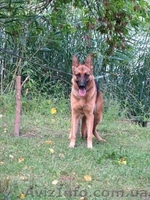 Продаются щенки немецкой овчарки, в Харькове и обл. - <ro>Изображение</ro><ru>Изображение</ru> #7, <ru>Объявление</ru> #1038880