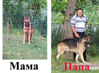 Продаются щенки немецкой овчарки, в Харькове и обл. - <ro>Изображение</ro><ru>Изображение</ru> #9, <ru>Объявление</ru> #1038880