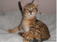 Продам котенка девочка чаузи - <ro>Изображение</ro><ru>Изображение</ru> #5, <ru>Объявление</ru> #1065429