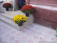 Укладка тротуарной плитки.Продажа.Доставка. - <ro>Изображение</ro><ru>Изображение</ru> #3, <ru>Объявление</ru> #1055284