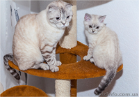 Продам шотландского котенка скотиш страйт - <ro>Изображение</ro><ru>Изображение</ru> #3, <ru>Объявление</ru> #1078663