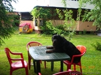 Сдам для отдыха уютную дачу в Святогорске и квартиру  в  центре. - <ro>Изображение</ro><ru>Изображение</ru> #1, <ru>Объявление</ru> #213633