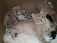Продам шикарных шотландских котят - <ro>Изображение</ro><ru>Изображение</ru> #2, <ru>Объявление</ru> #1076792