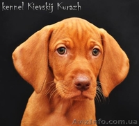 Щенки венгерской легавой(выжла)  - <ro>Изображение</ro><ru>Изображение</ru> #4, <ru>Объявление</ru> #1090799