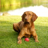 Щенки венгерской легавой(выжла)  - <ro>Изображение</ro><ru>Изображение</ru> #2, <ru>Объявление</ru> #1090799