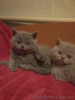 красавцы шотландцы и британцы - <ro>Изображение</ro><ru>Изображение</ru> #4, <ru>Объявление</ru> #612866