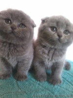 красавцы шотландцы и британцы - <ro>Изображение</ro><ru>Изображение</ru> #5, <ru>Объявление</ru> #612866