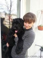 русский чёрный терьер - алиментный щенок - <ro>Изображение</ro><ru>Изображение</ru> #1, <ru>Объявление</ru> #1089019