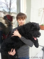 русский чёрный терьер - алиментный щенок - <ro>Изображение</ro><ru>Изображение</ru> #2, <ru>Объявление</ru> #1089019