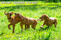 Щенки венгерской легавой(выжла)  - <ro>Изображение</ro><ru>Изображение</ru> #1, <ru>Объявление</ru> #1090799