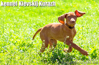 Щенки венгерской легавой(выжла)  - <ro>Изображение</ro><ru>Изображение</ru> #5, <ru>Объявление</ru> #1090799