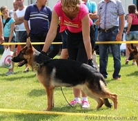 ШОУ сука немецкой овчарки! - <ro>Изображение</ro><ru>Изображение</ru> #1, <ru>Объявление</ru> #1106175