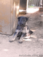 Собаки. Немецкой Овчарки Щенки - <ro>Изображение</ro><ru>Изображение</ru> #7, <ru>Объявление</ru> #1112656