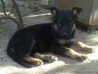 Собаки. Немецкой Овчарки Щенки - <ro>Изображение</ro><ru>Изображение</ru> #2, <ru>Объявление</ru> #1112656