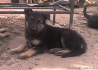 Собаки. Немецкой Овчарки Щенки - <ro>Изображение</ro><ru>Изображение</ru> #5, <ru>Объявление</ru> #1112656