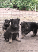 Собаки. Немецкой Овчарки Щенки - <ro>Изображение</ro><ru>Изображение</ru> #3, <ru>Объявление</ru> #1112656
