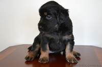 Продам щенков ховаварта - <ro>Изображение</ro><ru>Изображение</ru> #1, <ru>Объявление</ru> #1103180