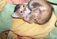 Продаются чистокровные абиссинские котята - <ro>Изображение</ro><ru>Изображение</ru> #5, <ru>Объявление</ru> #1097858