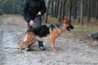 ШОУ сука немецкой овчарки! - <ro>Изображение</ro><ru>Изображение</ru> #3, <ru>Объявление</ru> #1106175