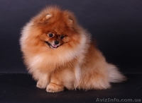   шпиц  померанский - <ro>Изображение</ro><ru>Изображение</ru> #2, <ru>Объявление</ru> #1098750