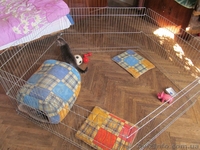 манеж для щенков или котят 100х100хh60 см - <ro>Изображение</ro><ru>Изображение</ru> #2, <ru>Объявление</ru> #1106729