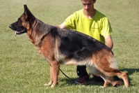 ШОУ сука немецкой овчарки! - <ro>Изображение</ro><ru>Изображение</ru> #6, <ru>Объявление</ru> #1106175