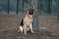 ШОУ сука немецкой овчарки! - <ro>Изображение</ro><ru>Изображение</ru> #4, <ru>Объявление</ru> #1106175