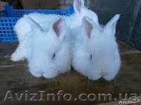 Продам кролей НЗБ. - <ro>Изображение</ro><ru>Изображение</ru> #1, <ru>Объявление</ru> #1126226