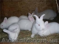 Продам кролей(НЗБ) - <ro>Изображение</ro><ru>Изображение</ru> #2, <ru>Объявление</ru> #1133168