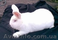 Продам кролей(НЗБ) - <ro>Изображение</ro><ru>Изображение</ru> #1, <ru>Объявление</ru> #1133168