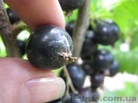 Продам саженцы (мелкий и средний опт) Харьков  на сезон осень-2014 - <ro>Изображение</ro><ru>Изображение</ru> #1, <ru>Объявление</ru> #1133879