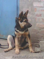 Щенки немецкой овчарки! - <ro>Изображение</ro><ru>Изображение</ru> #5, <ru>Объявление</ru> #1141945