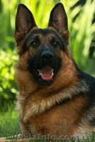 Щенки немецкой овчарки! - <ro>Изображение</ro><ru>Изображение</ru> #2, <ru>Объявление</ru> #1141945