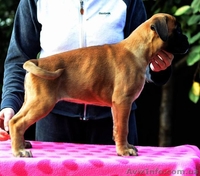 Щенки немецкого боксера рыжего окраса - <ro>Изображение</ro><ru>Изображение</ru> #2, <ru>Объявление</ru> #1162154