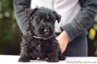 Щенки скотч (шотландского) терьера - <ro>Изображение</ro><ru>Изображение</ru> #1, <ru>Объявление</ru> #1162156