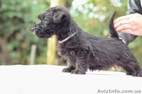 Щенки скотч (шотландского) терьера - <ro>Изображение</ro><ru>Изображение</ru> #3, <ru>Объявление</ru> #1162156