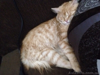 Возьмём на содержание котов и кошек - <ro>Изображение</ro><ru>Изображение</ru> #2, <ru>Объявление</ru> #1156986