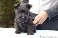 Щенки скотч (шотландского) терьера - <ro>Изображение</ro><ru>Изображение</ru> #2, <ru>Объявление</ru> #1162156