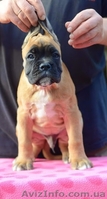 Щенки немецкого боксера рыжего окраса - <ro>Изображение</ro><ru>Изображение</ru> #1, <ru>Объявление</ru> #1162154