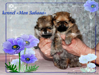 Померанское счастье! - <ro>Изображение</ro><ru>Изображение</ru> #1, <ru>Объявление</ru> #829113