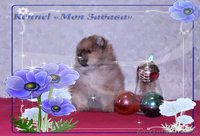 Померанское счастье! - <ro>Изображение</ro><ru>Изображение</ru> #6, <ru>Объявление</ru> #829113