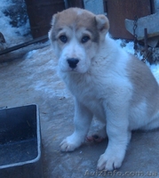 щенки Среднеазиатской овчарки Алабай - <ro>Изображение</ro><ru>Изображение</ru> #8, <ru>Объявление</ru> #1208291